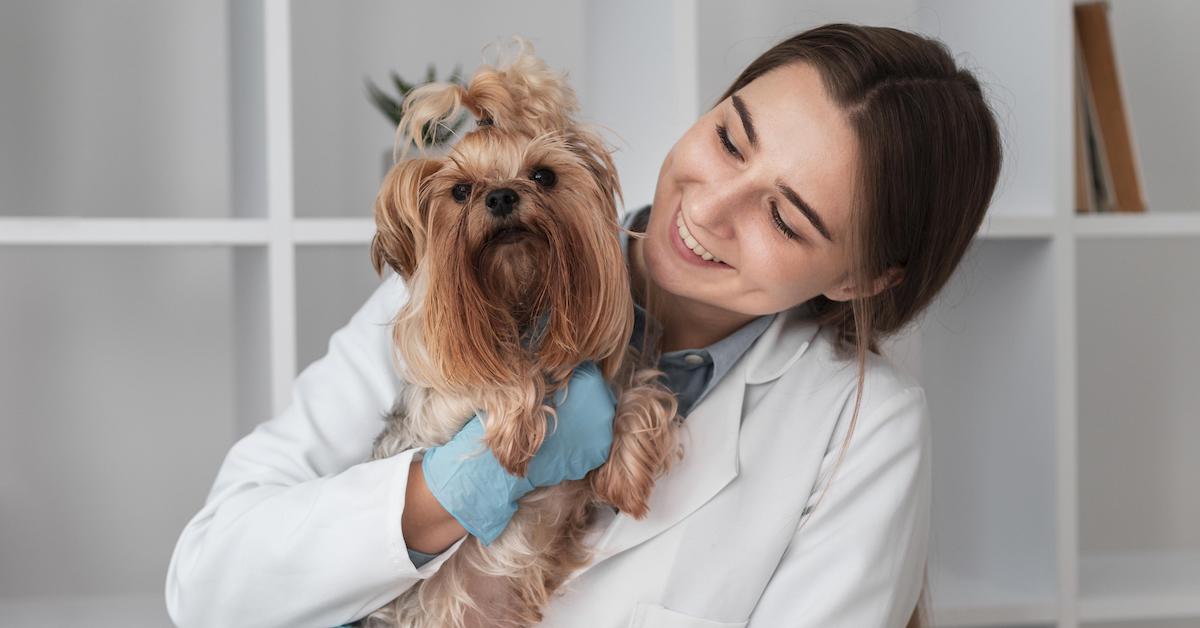 10 Signs of a Great Veterinarian